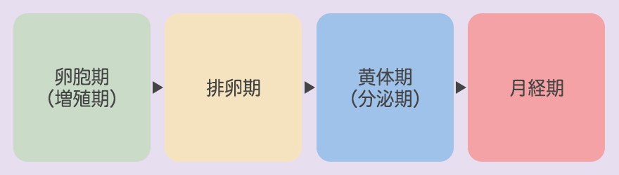 AV女優が理解しておきたい生理周期の基本